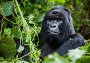 Rwanda – Gorillas & Beyond • March 11-19, 2026